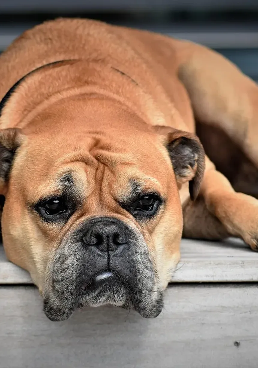 Nutrição Ideal para Cães Idosos: Um Guia Completo