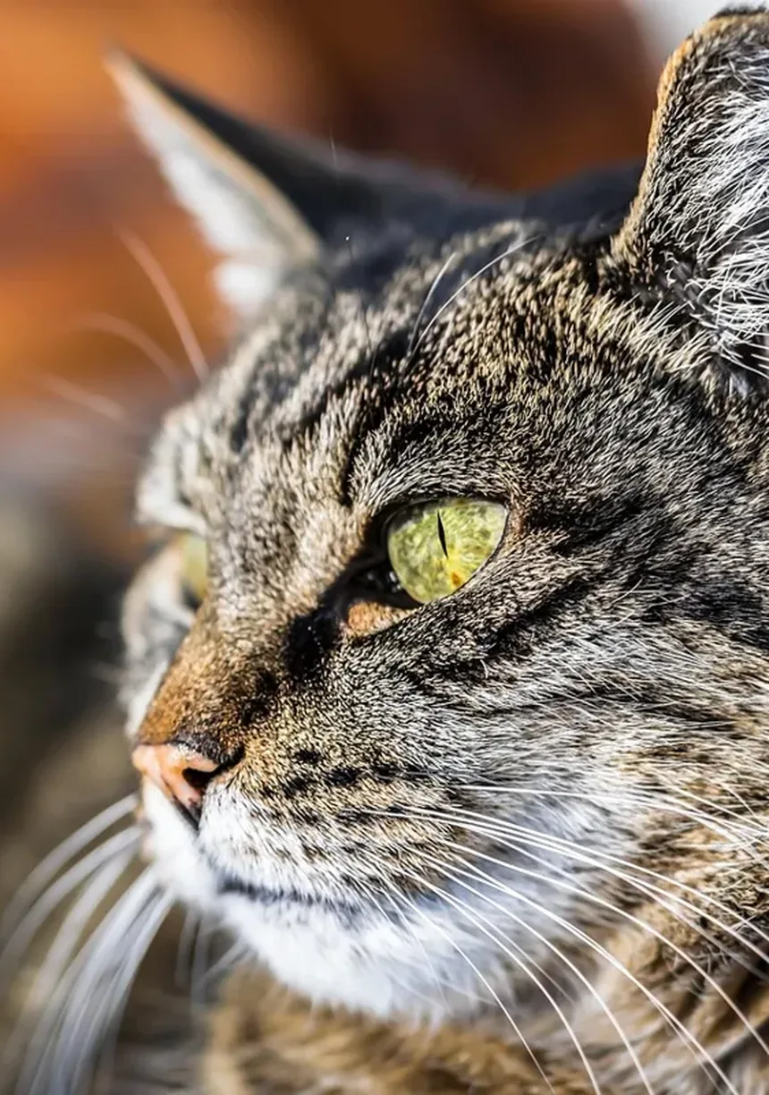 Alopecia em Gatos: Causas, Sintomas e Como Tratar a Queda de Pelo