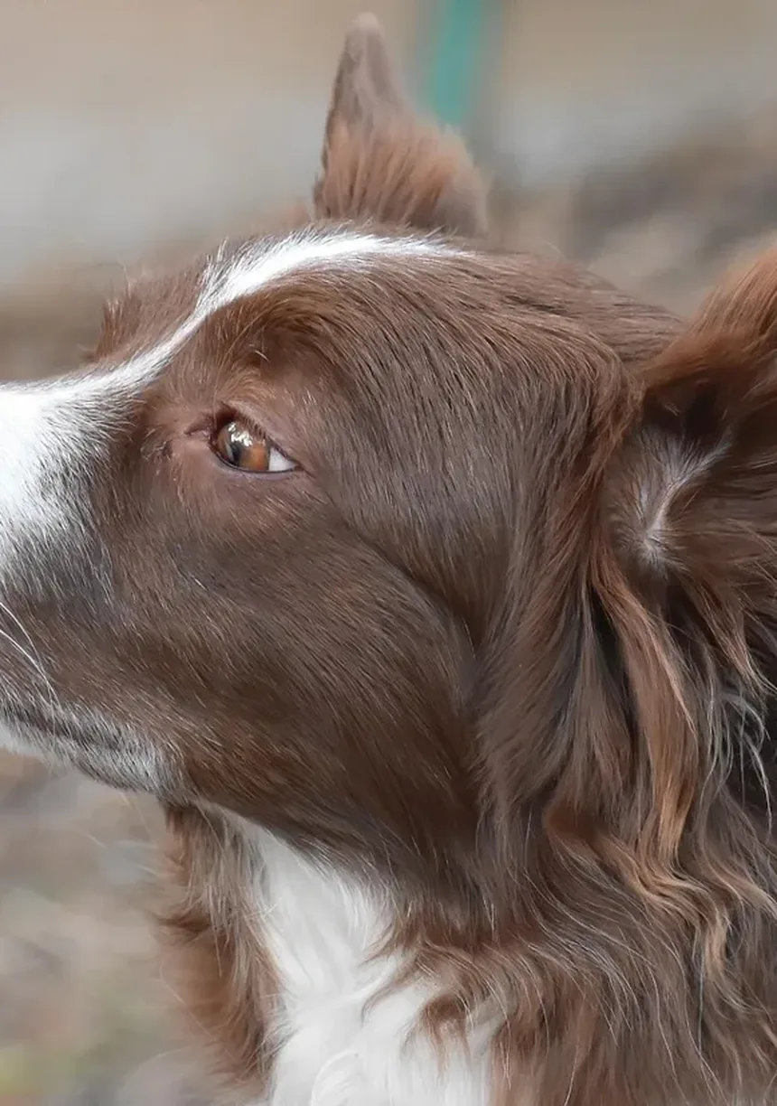 Melhor Ração para Cães Idosos: O Que Saber ao Escolher uma Ração