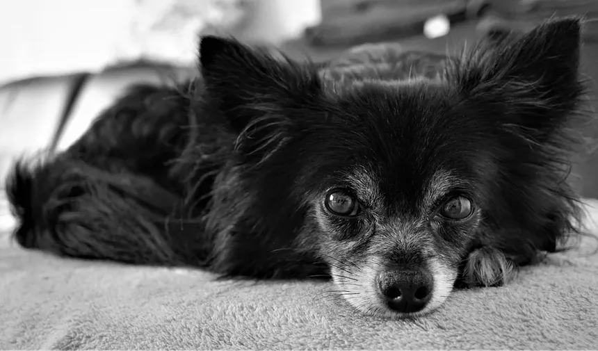 Síndrome de Fanconi em Cães: Tudo o que Você Precisa Saber