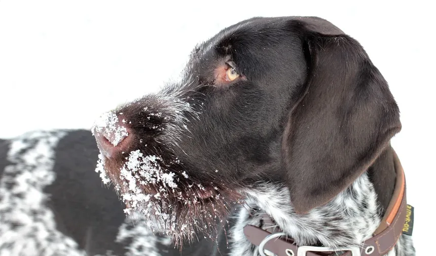 Estase Gastrointestinal em Coelhos: Sintomas, Tratamento e Como Prevenir