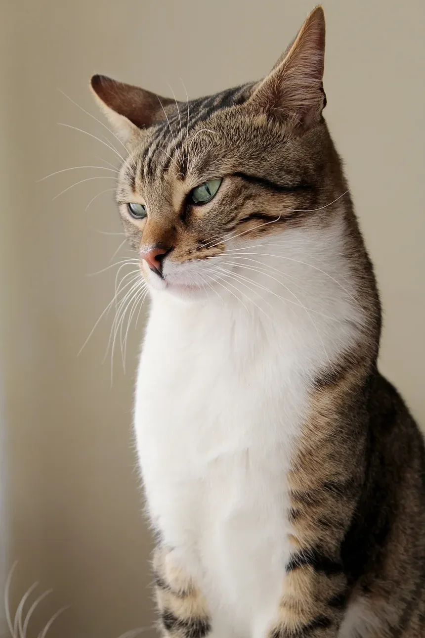 Como Preparar Sua Casa para um Novo Gato: 10 Dicas Essenciais