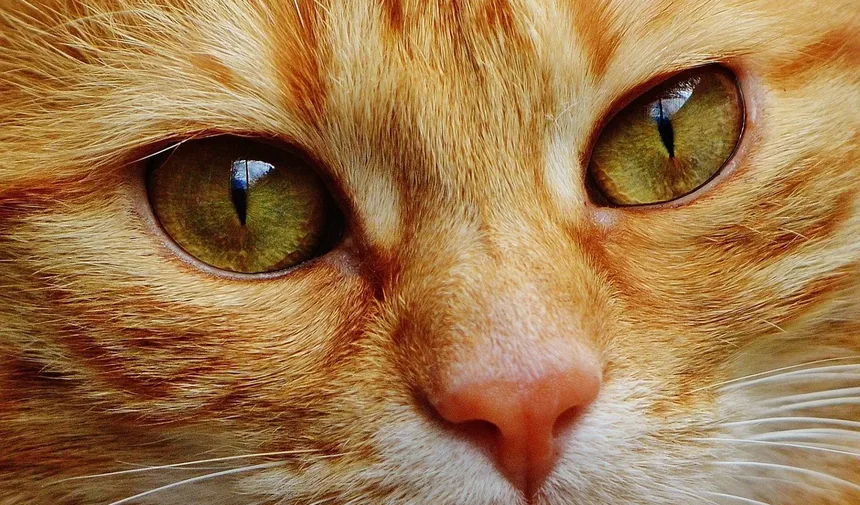 Como Identificar se Seu Gato Está com Dor