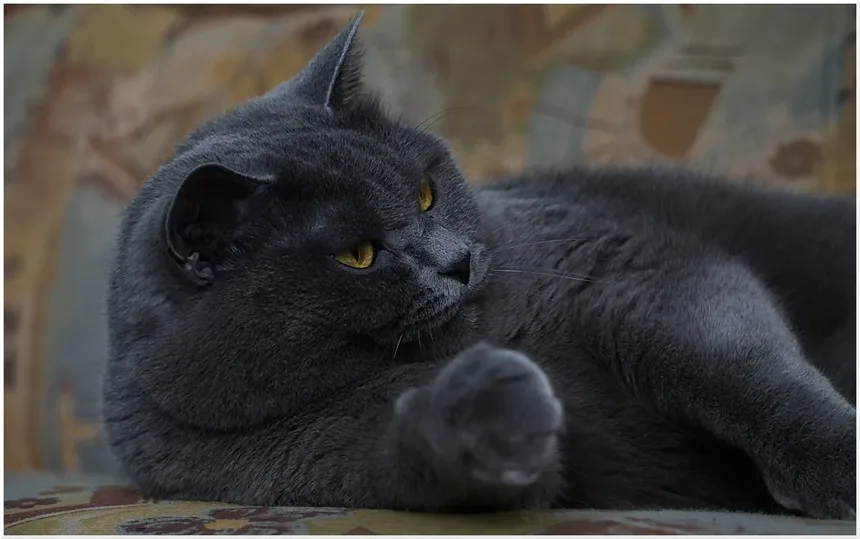 Como Entender a Linguagem Corporal do Seu Gato: 7 Sinais que Você Não Pode Ignorar