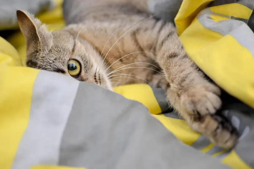 Cronograma de Vacinação para Gatinhos: Um Guia Abrangente