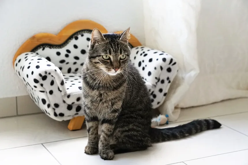 Recomendações para Novos Donos de Gatinhos