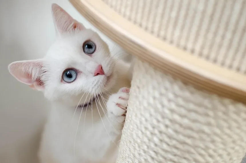 Sinais de Dor em Gatos e O Que Pode Ajudar