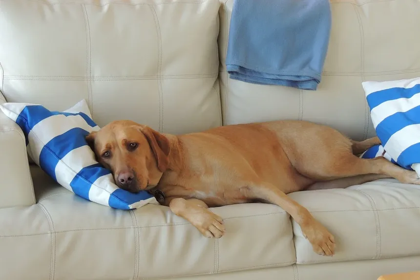 Suplementos para Cães: Quando São Necessários e Como Escolher os Melhores