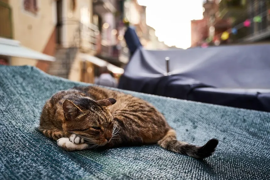 O Cronograma Completo de Vacinação para Gatinhos