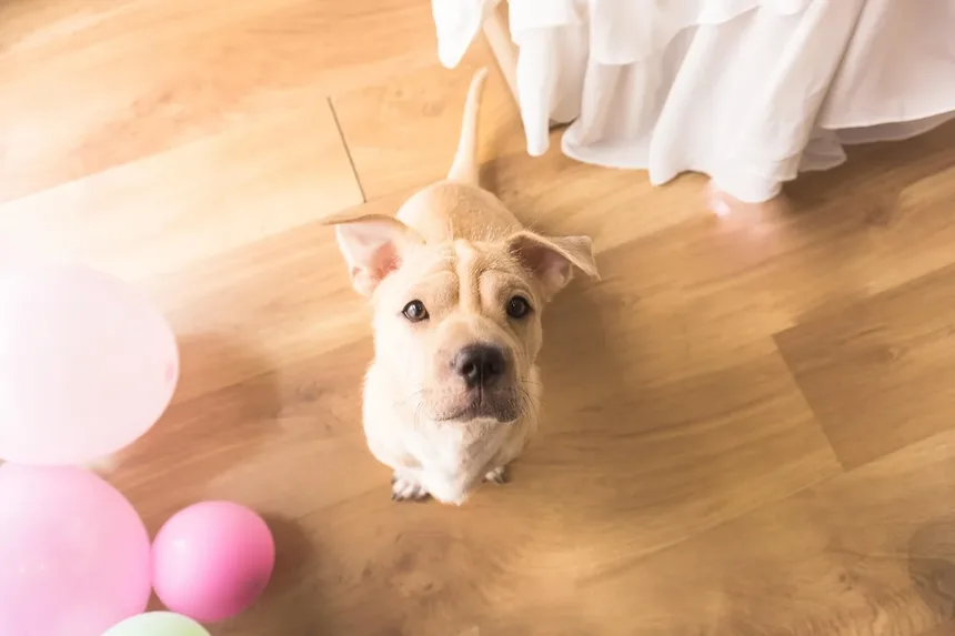 Carrapatos em Cães: Como Proteger Seu Animal Desses Parasitas Perigosos