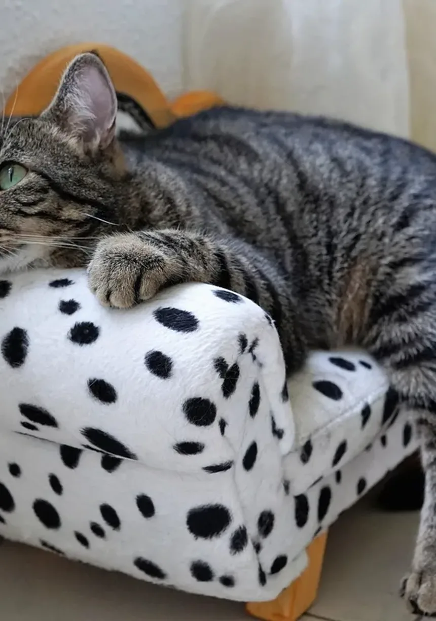 Tritrichomonas Fetus em Gatos: Sintomas, Tratamento e Prevenção