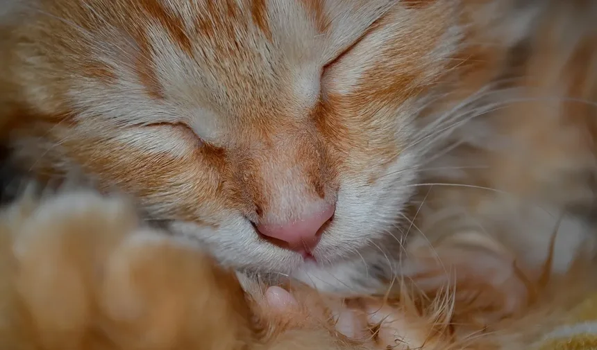 Tritrichomonas Fetus em Gatos: Sintomas, Tratamento e Prevenção
