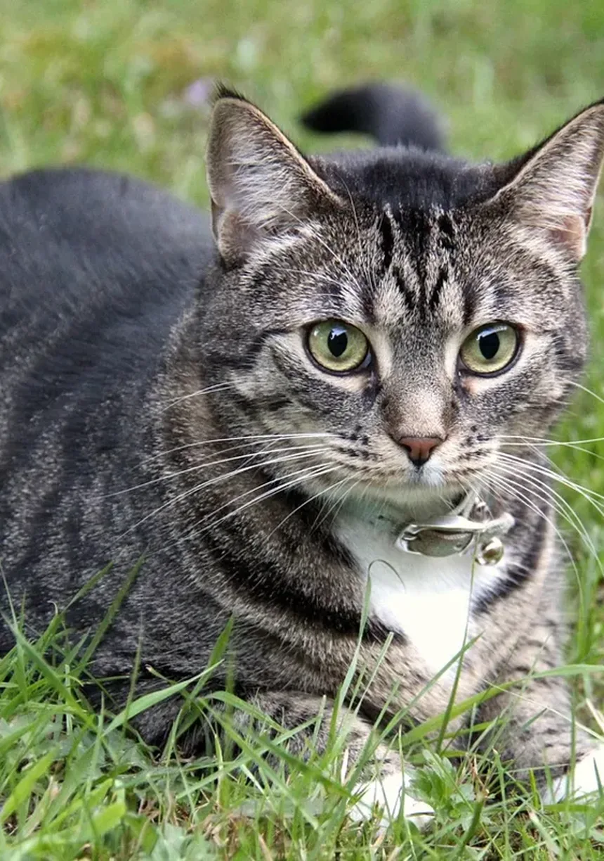 Tartarato de Tilosina: O Antibiótico Essencial para Seus Animais de Estimação