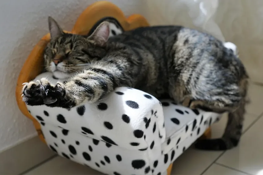 Por Que os Gatos se Lambem Tanto? Descubra os Segredos Felinos!
