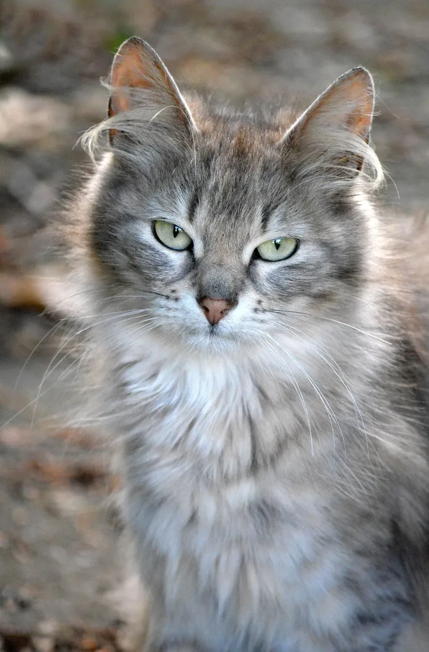 Por que meu gato tem mau cheiro? 5 causas e soluções
