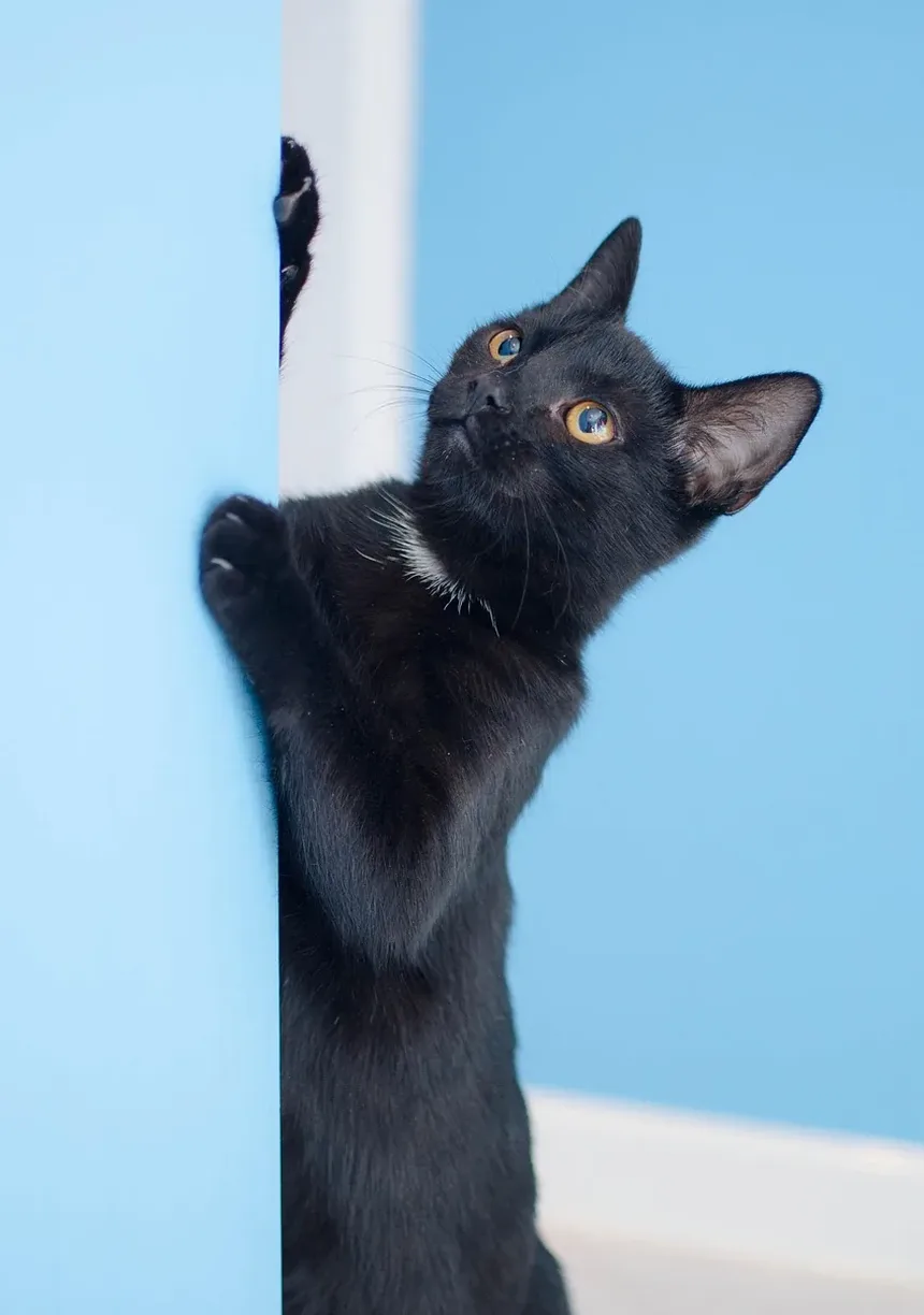Por Que Meu Gato Tem Mau Cheiro? 5 Causas e Soluções