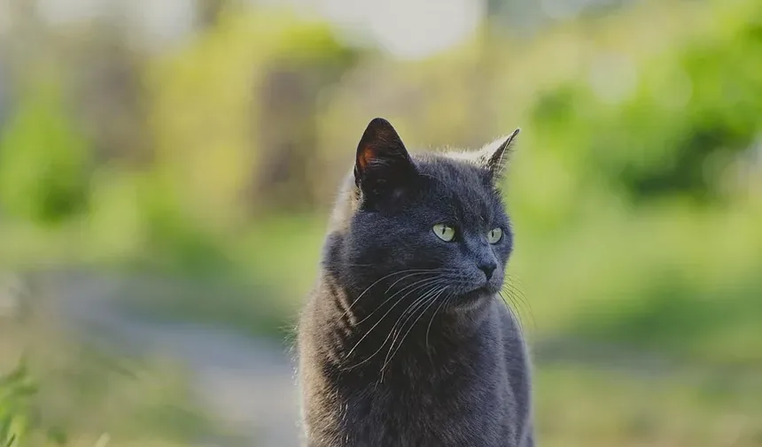 Por Que Meu Gato Tem Mau Cheiro? 5 Causas e Soluções