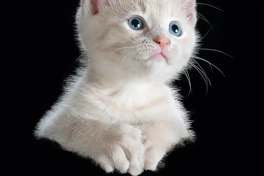 Por Que Meu Gato Tem Mau Cheiro? 5 Causas e Soluções