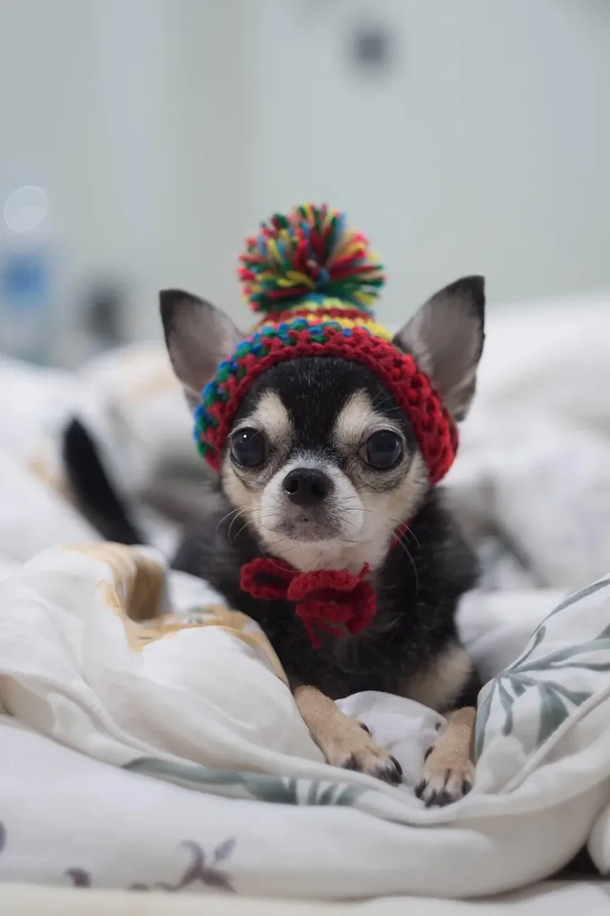 Melhores Raças de Cães para Crianças no Reino Unido: Um Guia Completo