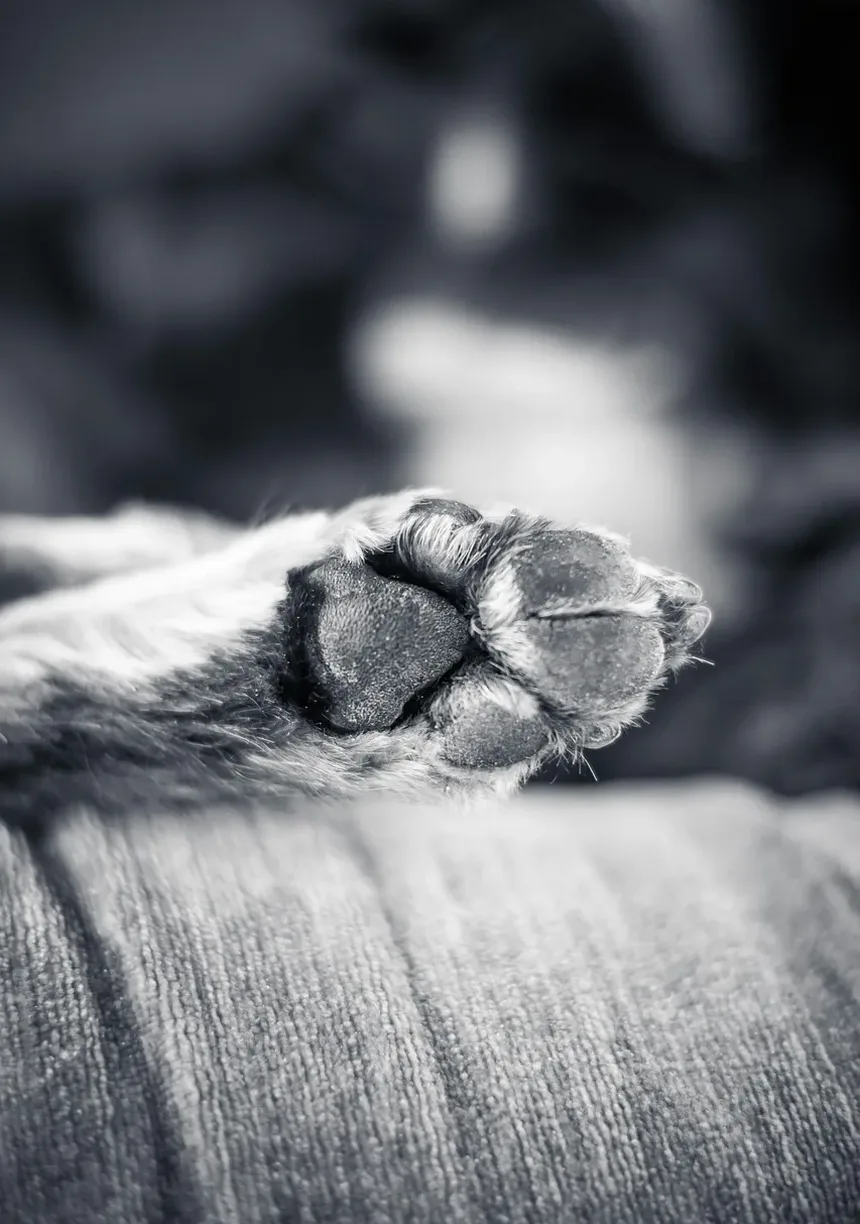 Melhores Raças de Cães para Crianças no Reino Unido: Um Guia Completo