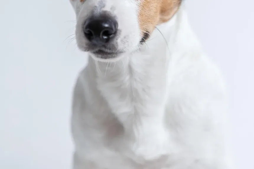 Melhores Raças de Cães para Crianças no Reino Unido: Um Guia Completo