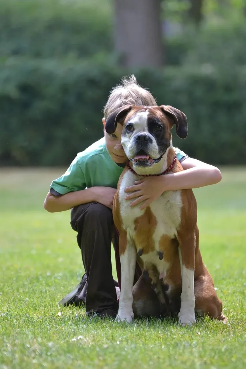 Melhor Alimentação para a Pele e Pelagem dos Cães: Um Guia Completo