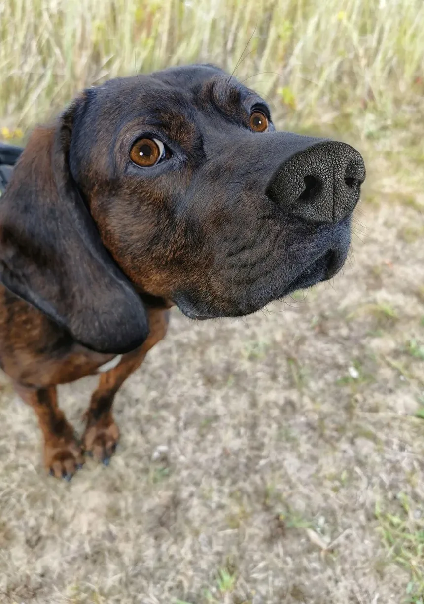 Melhor Alimentação para a Pele e Pelagem dos Cães: Um Guia Completo