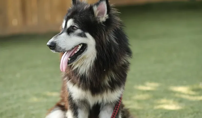 Melhor Alimentação para a Pele e Pelagem dos Cães: Um Guia Completo