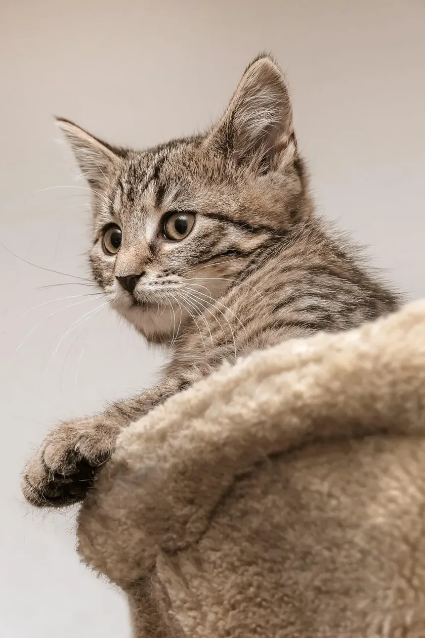 Melhor Alimentação para Gatinhos Ganhar Peso: Um Guia Completo