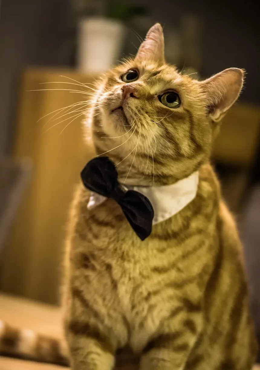 Melhor Alimentação para Gatinhos Ganhar Peso: Um Guia Completo