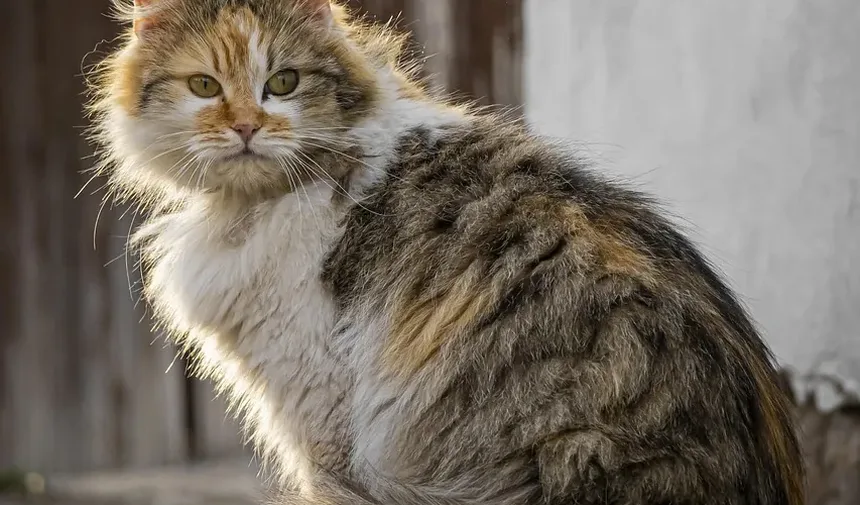 Melhor Alimentação para Gatinhos Ganhar Peso: Um Guia Completo