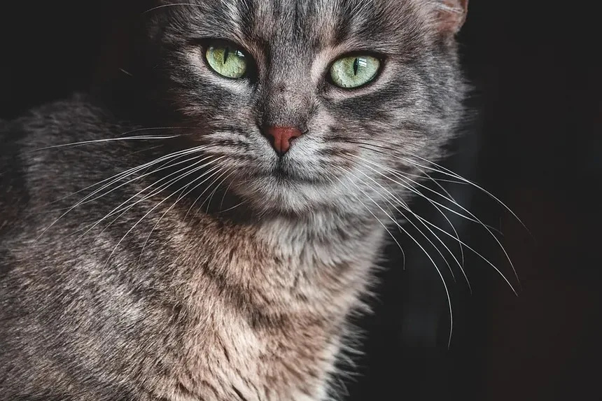 Melhor Alimentação para Gatinhos Ganhar Peso: Um Guia Completo