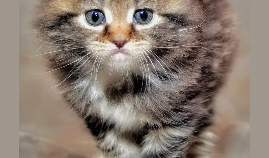 Uma alergia a gato pode causar erupção cutânea?