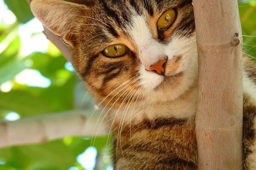 Uma alergia a gato pode causar erupção cutânea?