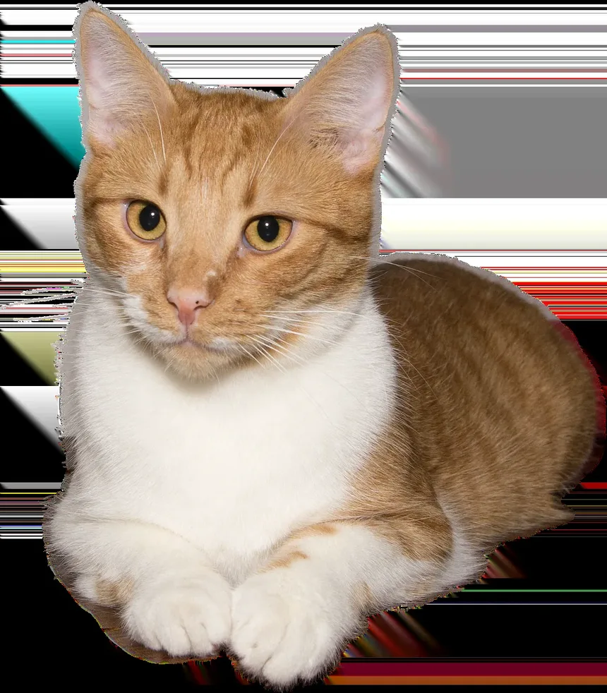 Tratamento para Secreção nos Olhos de Gatos: Compreendendo Causas e Remédios
