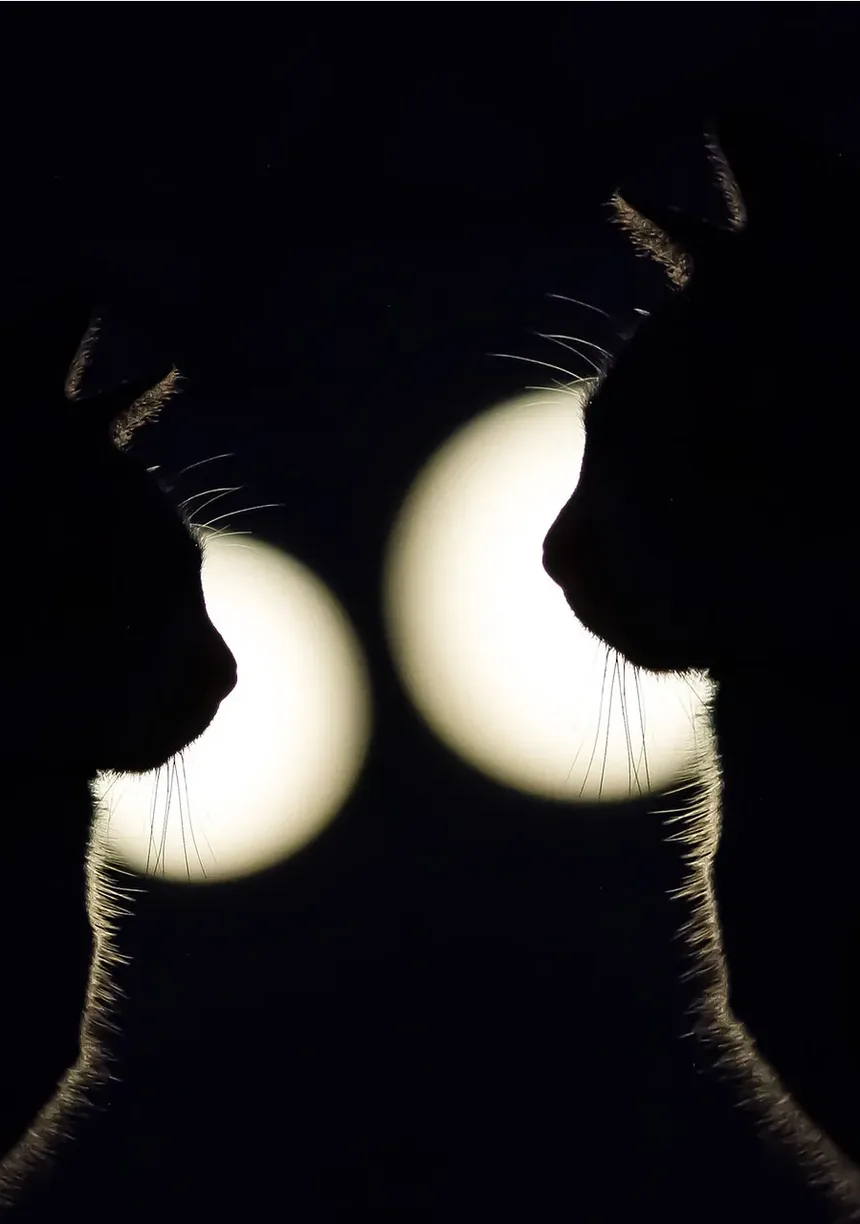 Tratamento para Secreção nos Olhos de Gatos: Compreendendo Causas e Remédios