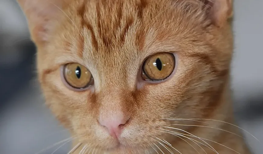 Tratamento para Secreção nos Olhos de Gatos: Compreendendo Causas e Remédios