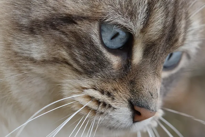 Tratamento para Secreção nos Olhos de Gatos: Compreendendo Causas e Remédios