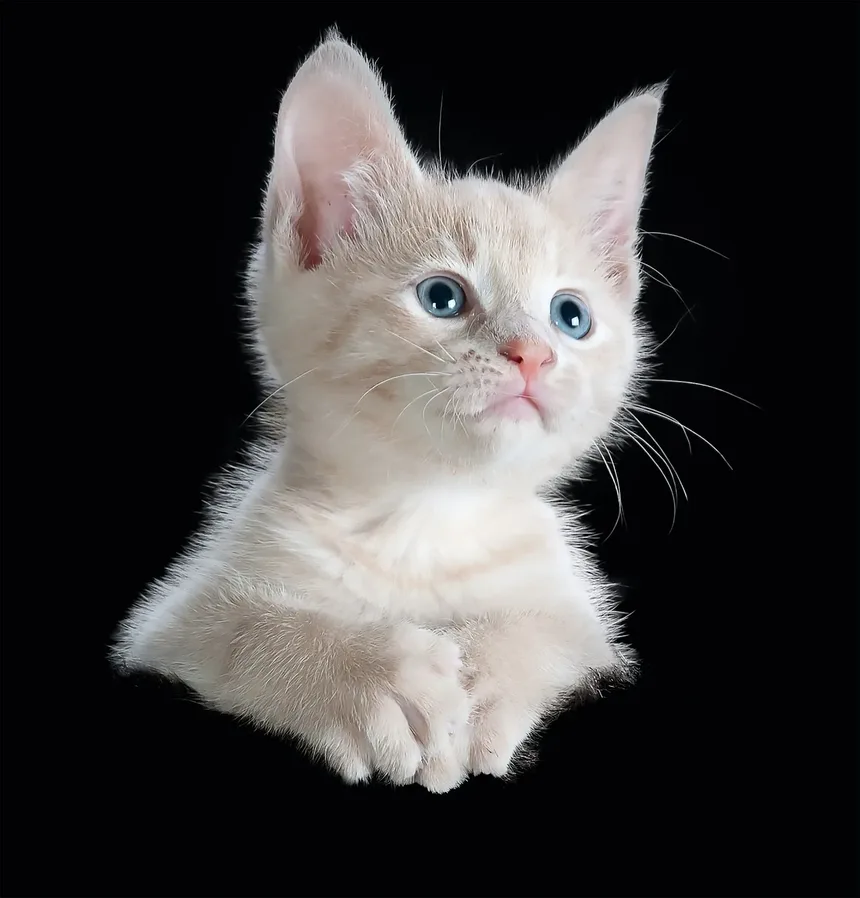 Tratamento da Vermelhidão nos Olhos de Gatos: Um Guia Completo