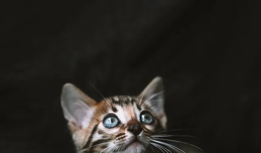 Tratamento da Vermelhidão nos Olhos de Gatos: Um Guia Completo