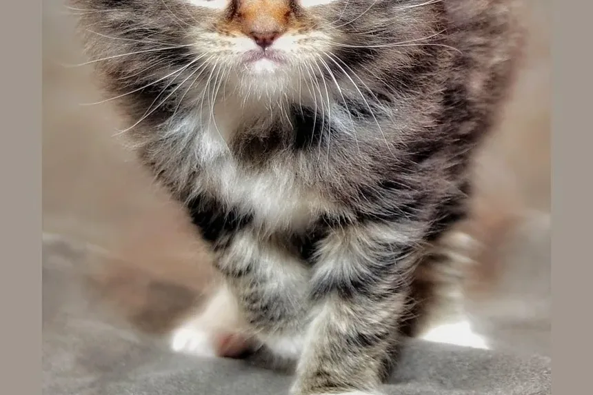 Tratamento da Vermelhidão nos Olhos de Gatos: Um Guia Completo