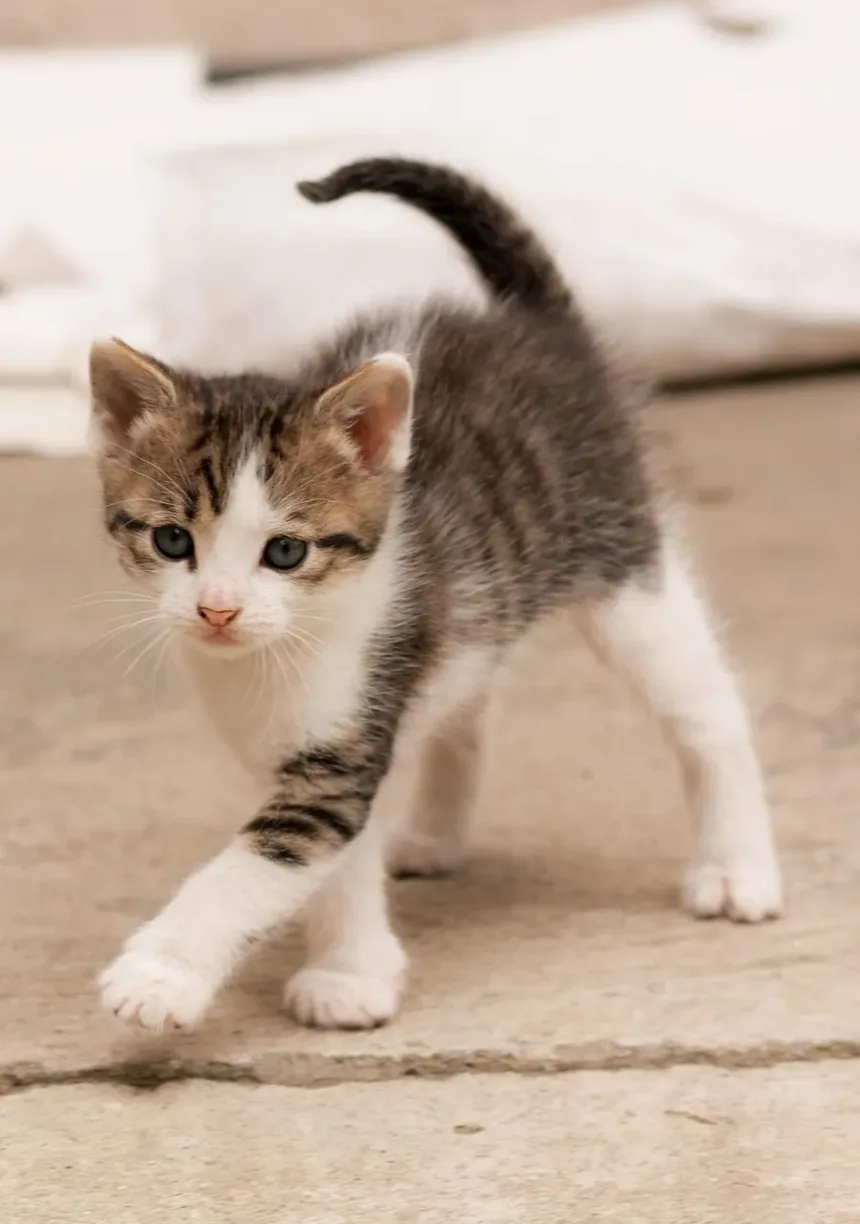 Remédios Caseiros Eficazes para Coceira na Pele de Gatos