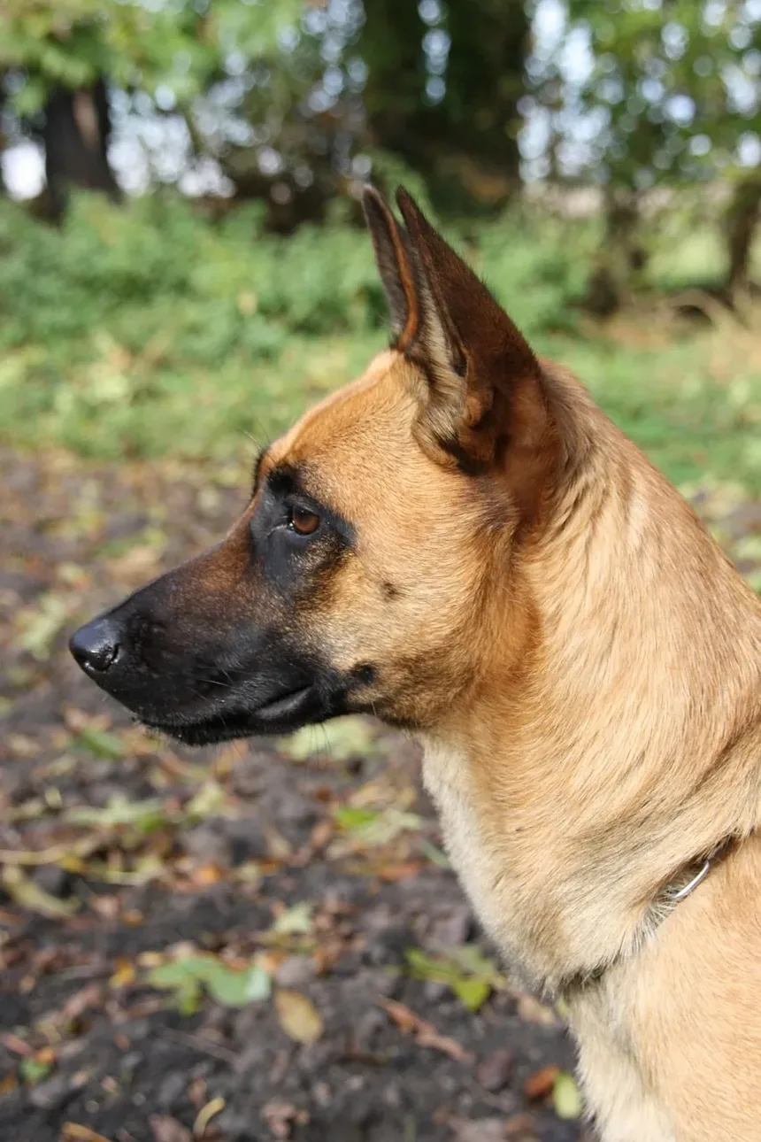 Cronograma Comum de Vacinação para Cães: Um Guia Abrangente