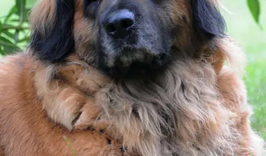 Cronograma Comum de Vacinação para Cães: Um Guia Abrangente