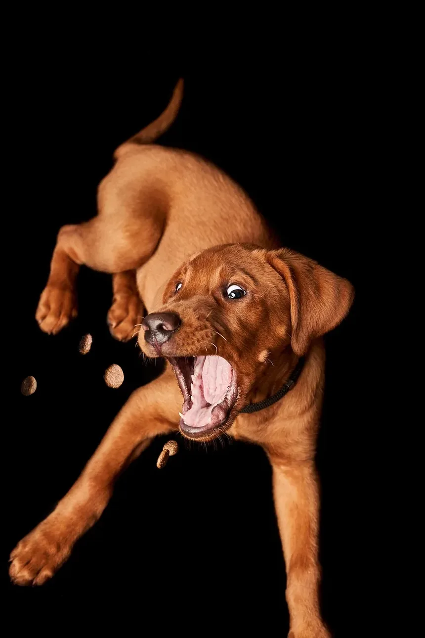 Tratamento Caseiro para Secreção Ocular em Cães: Um Guia Completo