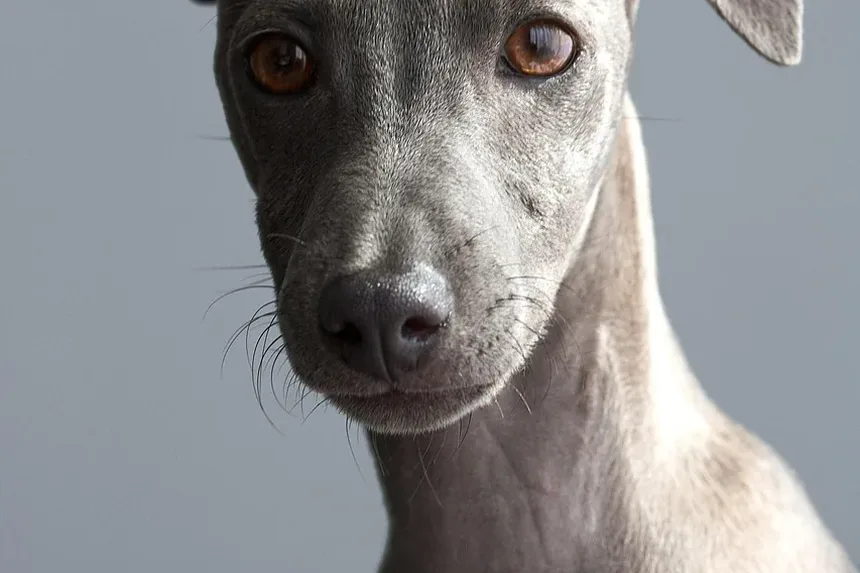 Tratamento Caseiro para Secreção Ocular em Cães: Um Guia Completo