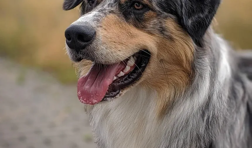 Remédio para Coceira na Pele do Cão: Os Benefícios do Óleo de Coco