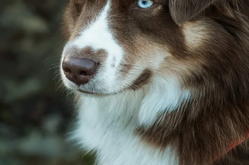 Remédio para Coceira na Pele do Cão: Os Benefícios do Óleo de Coco