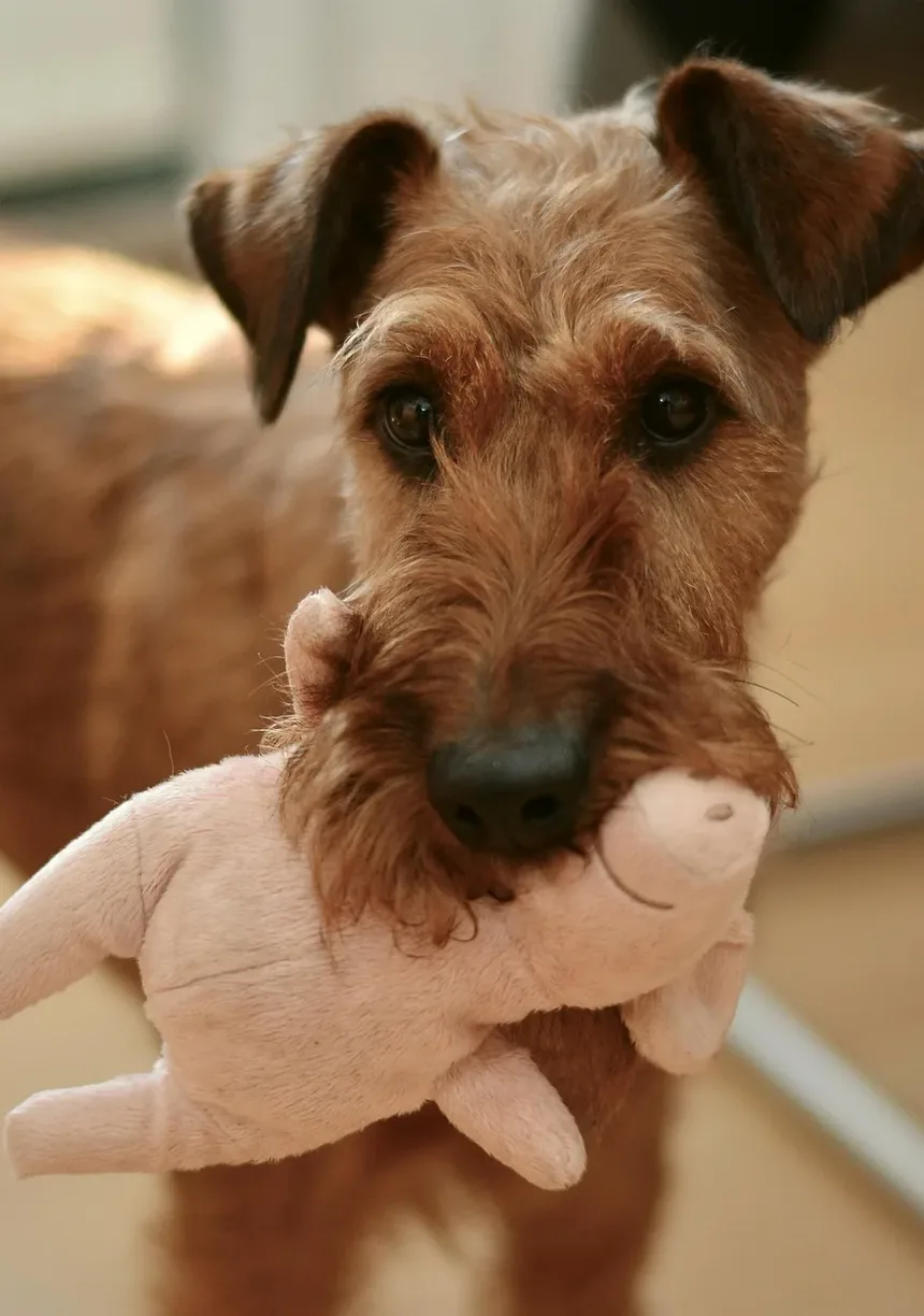 Remédios Caseiros Eficazes para a Cárie Dentária em Cães