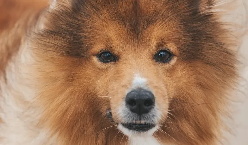 Remédios Caseiros Eficazes para a Cárie Dentária em Cães